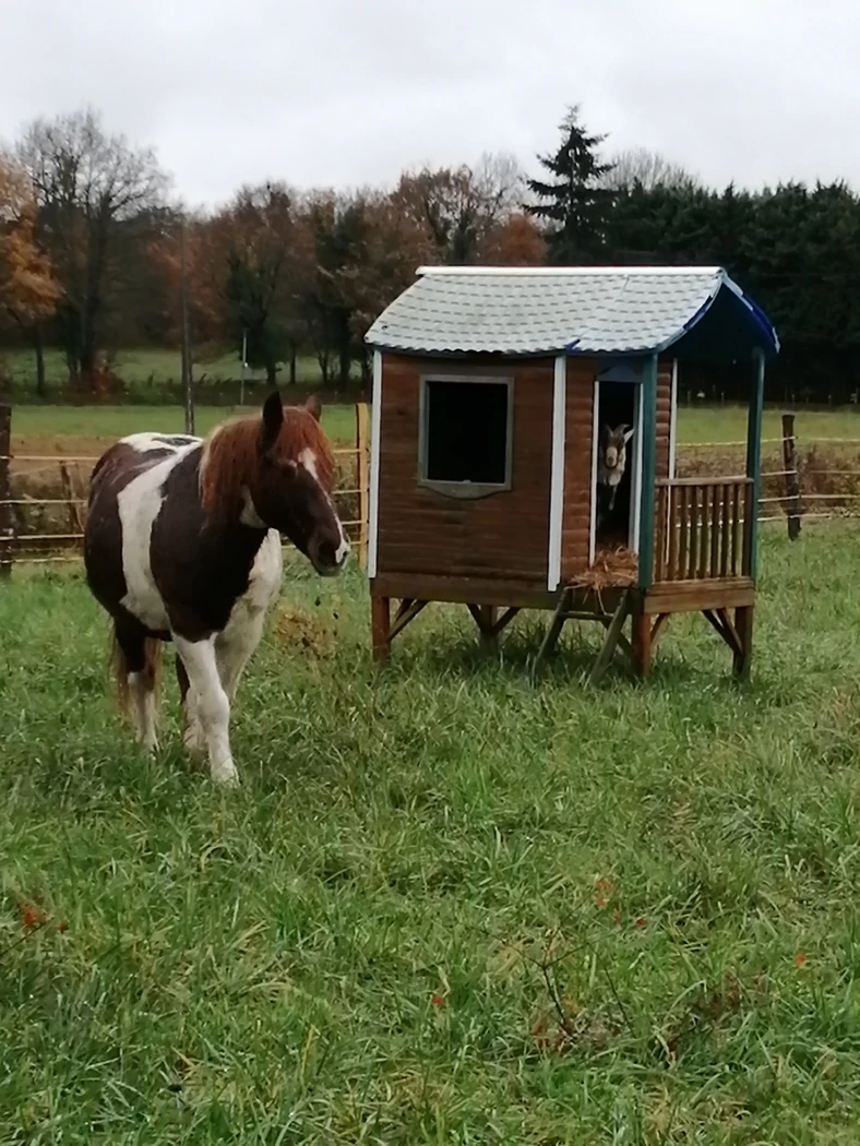 pikachu et ( hercule)