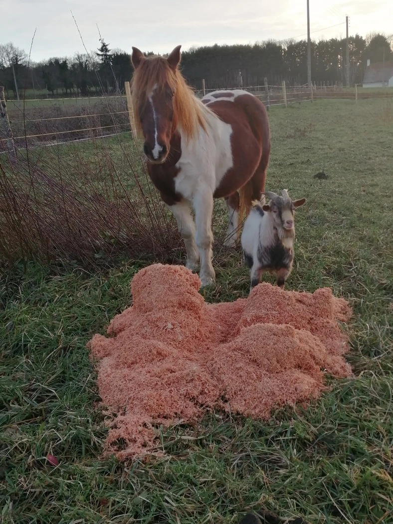 (hercule) et pikachu