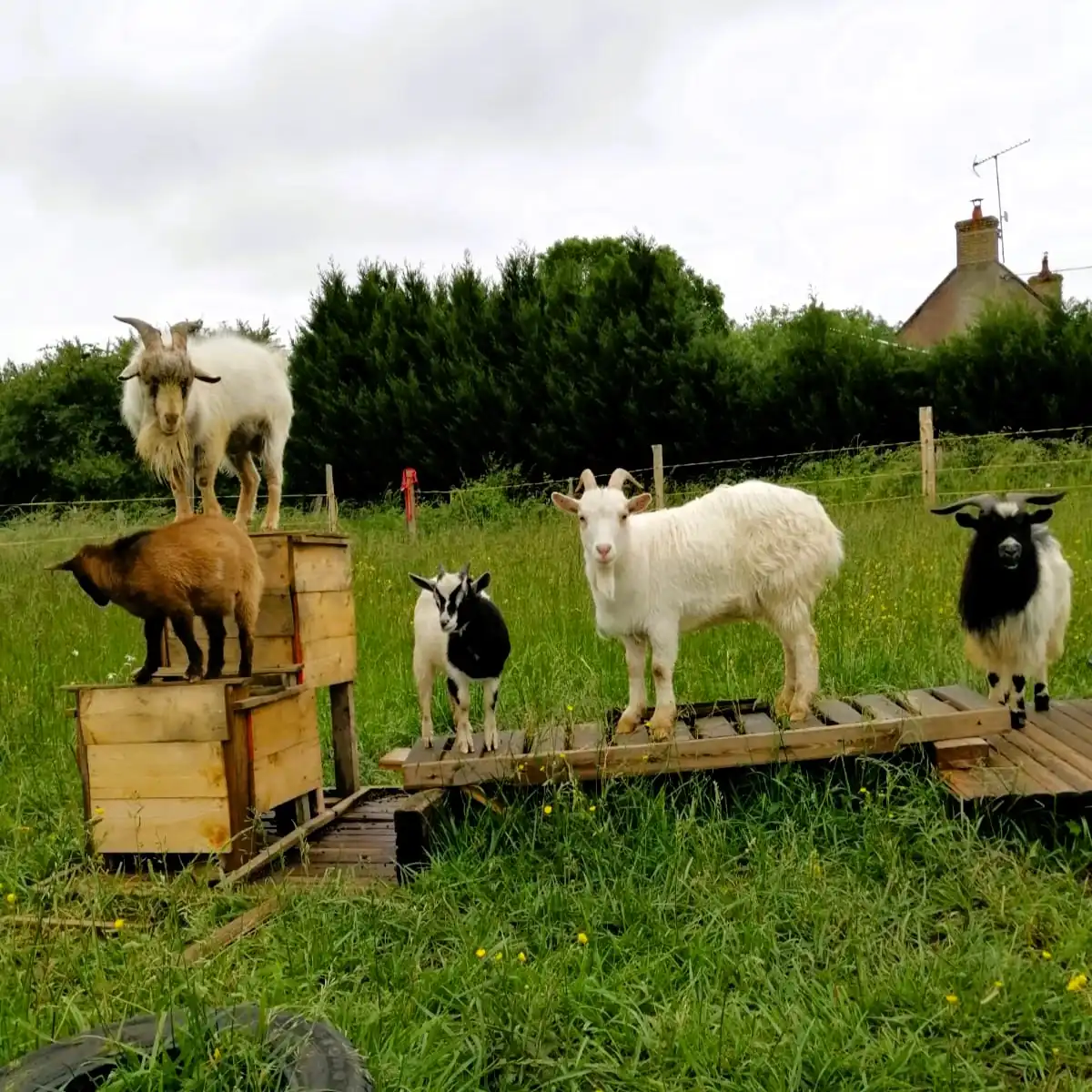 ferme